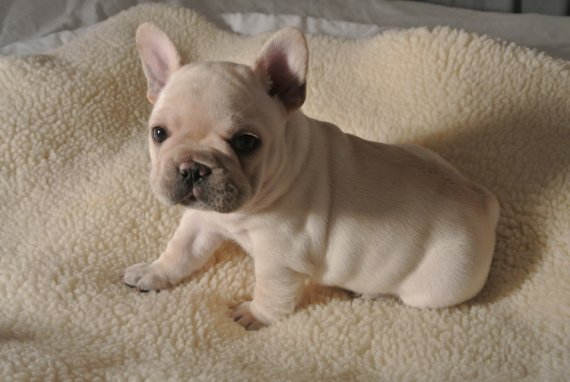 REGALO Cuccioli di Bulldog Francese