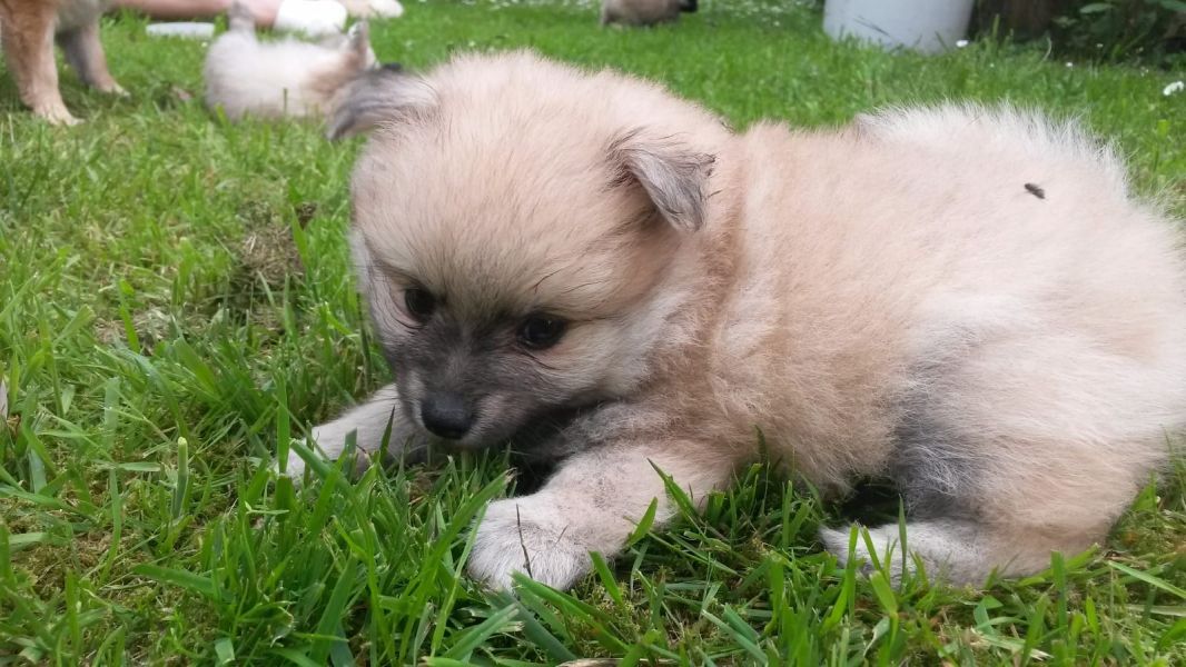  cuccioli di volpino pomeranian  ( per regalo )