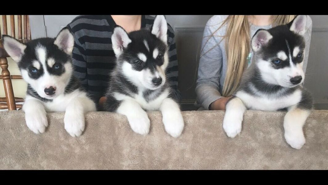 Cuccioli di husky siberiano