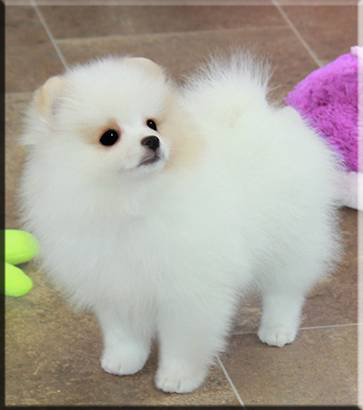 I cuccioli di spitz di Pomerania cercano la loro nuova casa