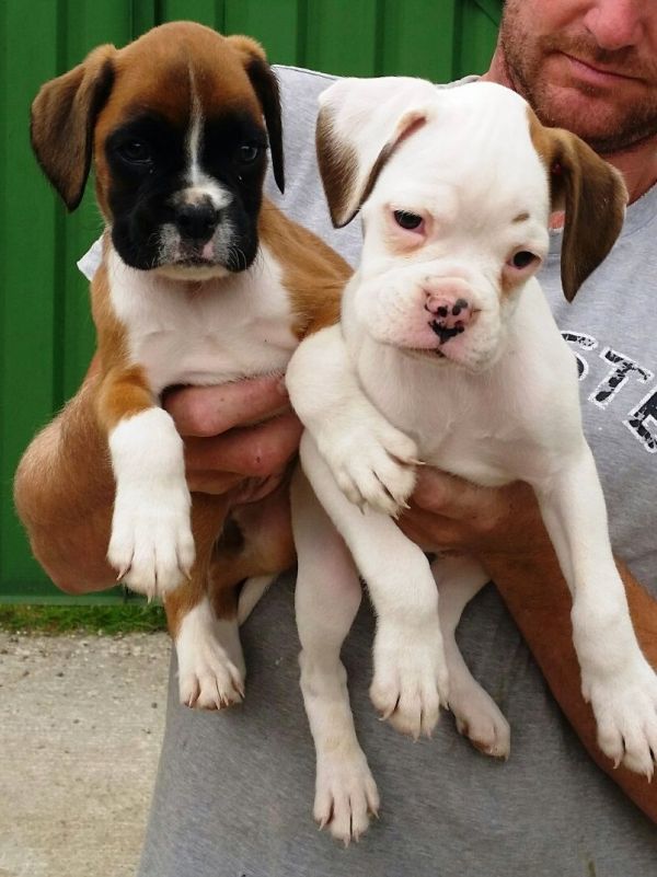 Disponibili Boxer Cuccioli di Alta Geneologia
