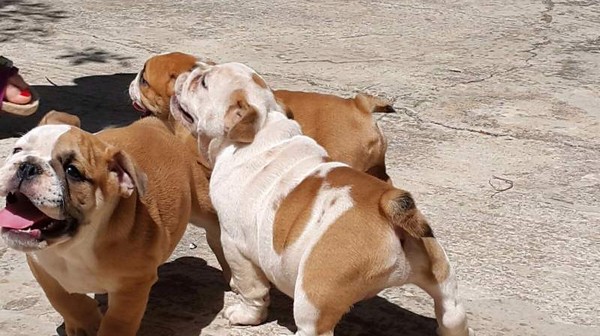Bulldog Inglese Prestigiosi