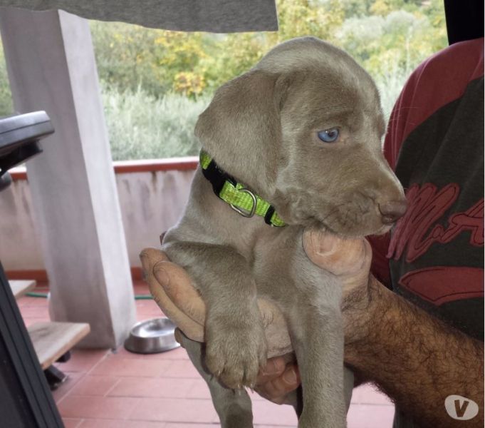 Cuccioli weimaraner
