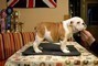 Sono disponibili cuccioli di bulldog inglese  sono disponibili cuccioli di bulldog inglese