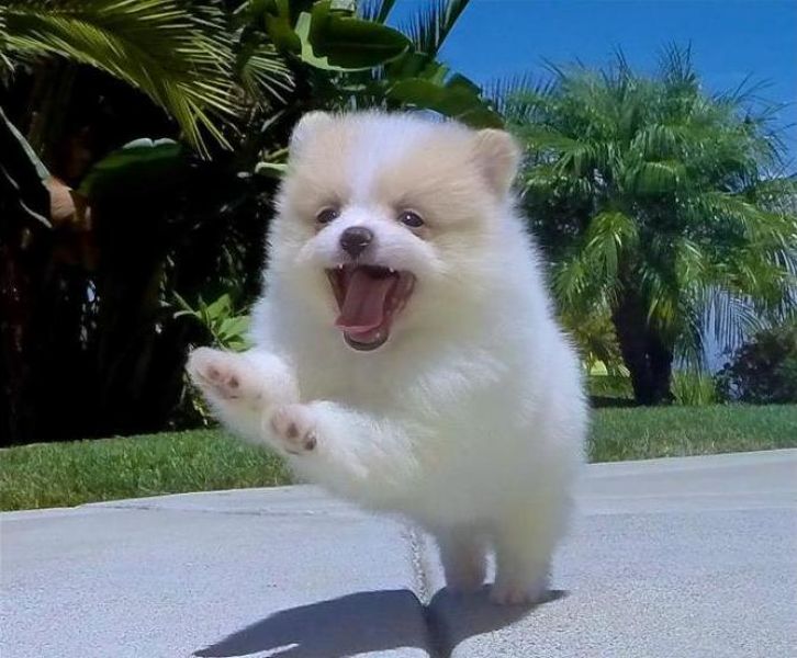 REGALO cuccioli pomeranian