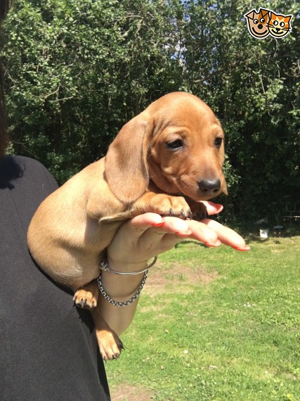 Regalo adorabili cuccioli bassotto