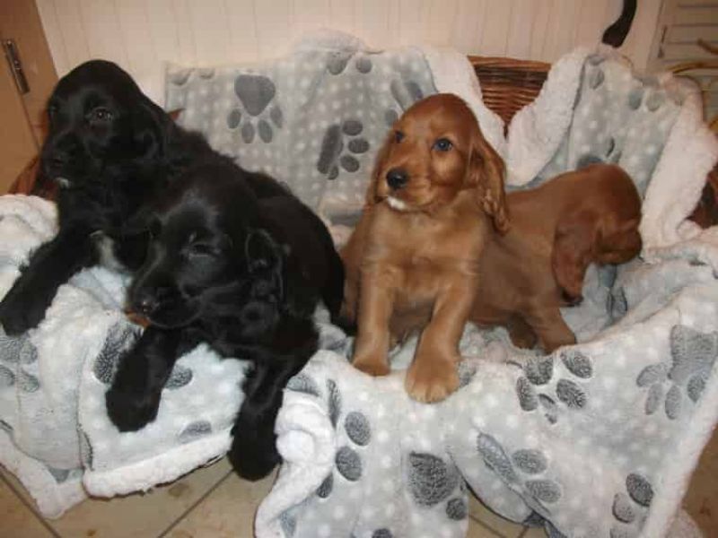 Regalo bambini cocker spaniel cuccioli