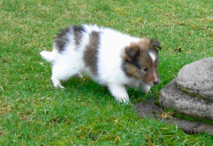 Molto bella e sani  cuccioli di shetland  per adozione maschi e femmine disponibili (gratis) 