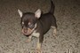 Cuccioli di Chihuahua Disponibile ora
