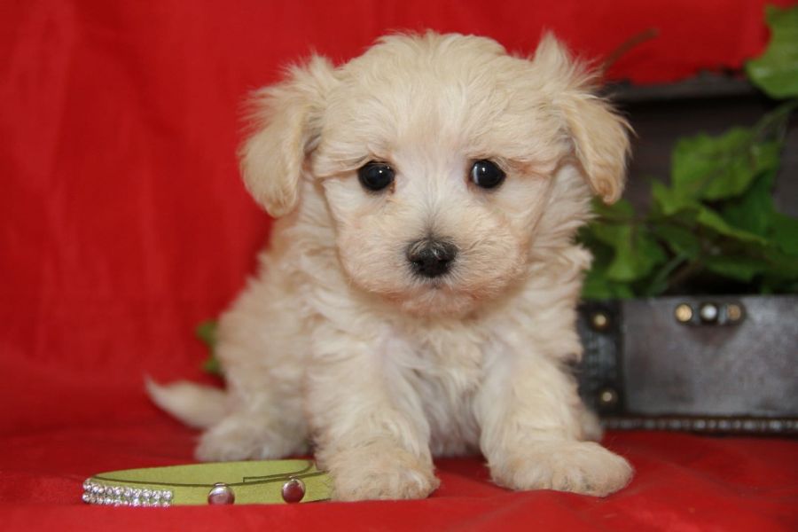 Dolce cuccioli di  maltese toy  in cerca di una nuova casa.