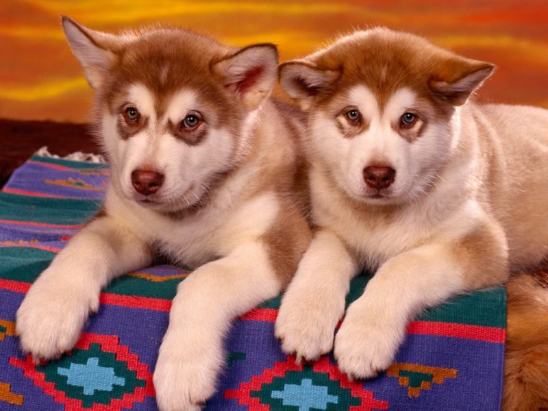 Regalo cuccioli Siberian Husky  Maschio e Femmina