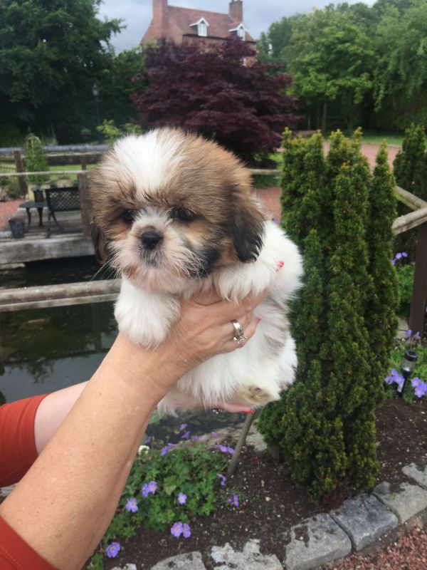 REGALO Cuccioli Shih Tzu avente : Primi vaccini, Passaporto, Libretto sanitario, Microchip. Possibil