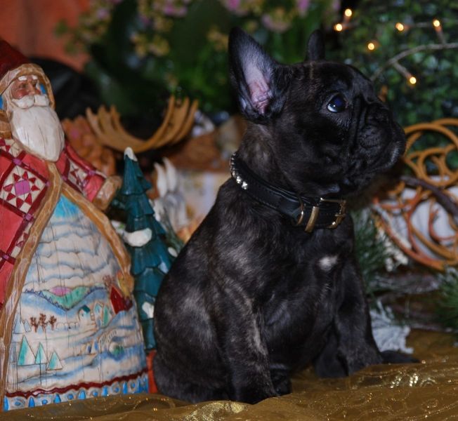  cuccioli di Bulldog Francese ( per regalo )
