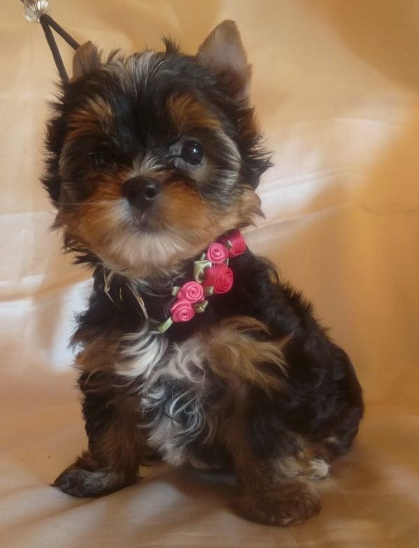 Bella e sani cuccioli di YORKSHIRE per adozione (gratis)