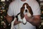 Cuccioli di bassethound disponibili  Cuccioli di bassethound disponibili,,,,,