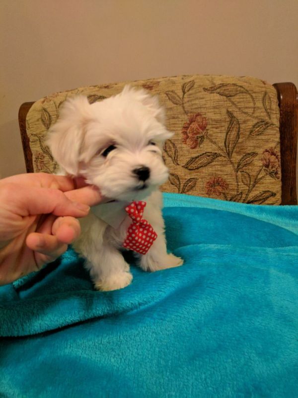 Cuccioli maltese mini toy con pedigree 