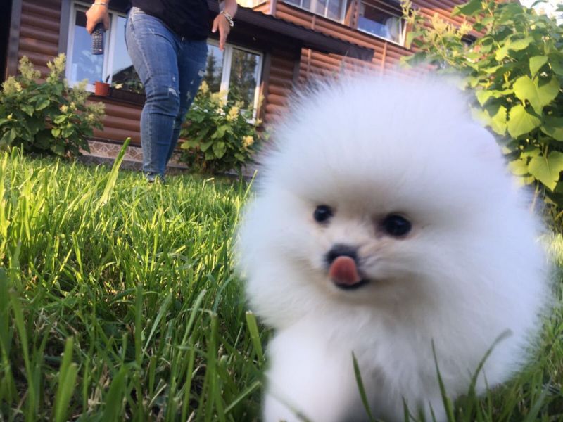 Regalo Cuccioli di volpino di pomerania