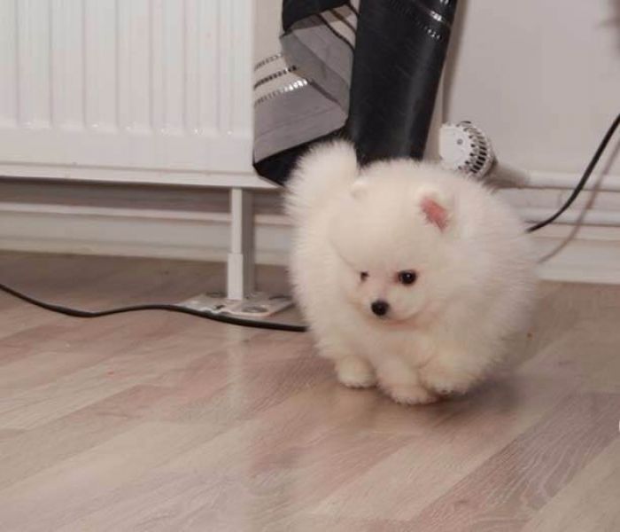 Volpino pomeranian per adozione ( maschio e femmina )