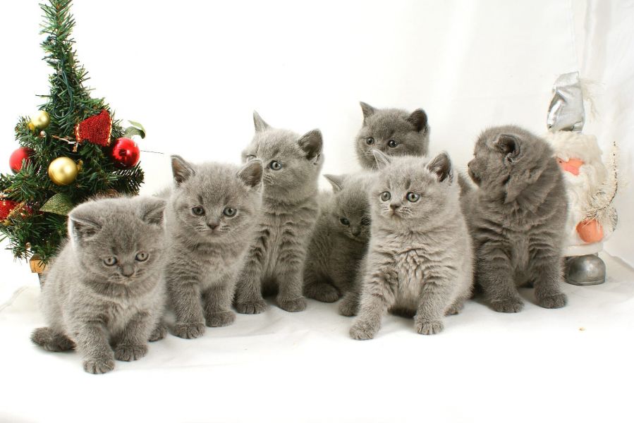 Regalo Cuccioli maschi di British Shorthaire