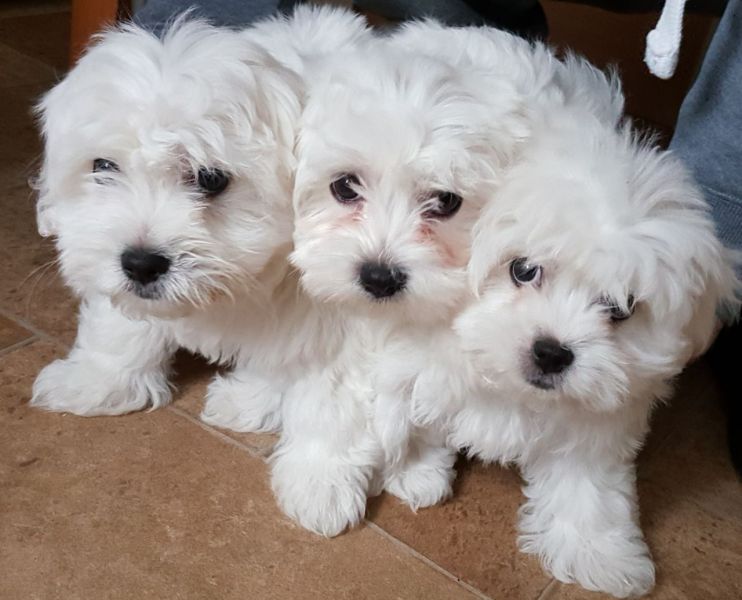 Regalo Cuccioli di Mini Malteser  in pronta consegna i cuccioli verranno Dato dopo 90 giorni dalla n
