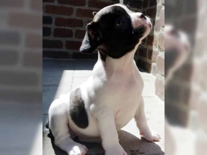 Regalo Bulldog francese cuccioli   adorabile cucciolo bulldog francese. Sto cercando una nuova casa 