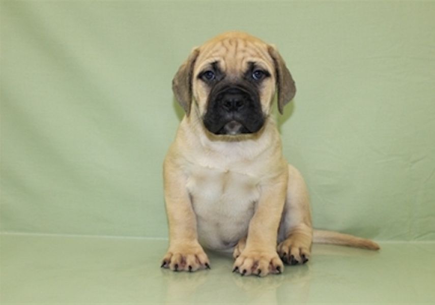 Regalo abbiamo cuccioli di BullMastiff  sono BullMastiff  di dimensioni . sono registrati AKC. sono 
