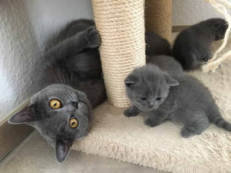 Gattini british shorthair/scottish con pedigree