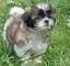 Bellissimi cuccioli Imperial Shih Tzu maschio e femmina