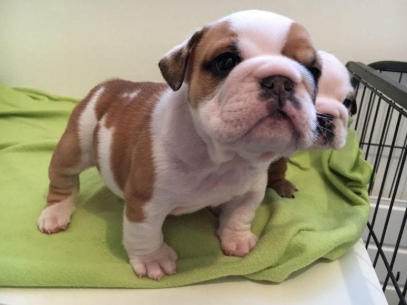 Regalo Bulldog inglese cuccioli disponibili