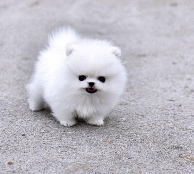 Volpino di pomerania