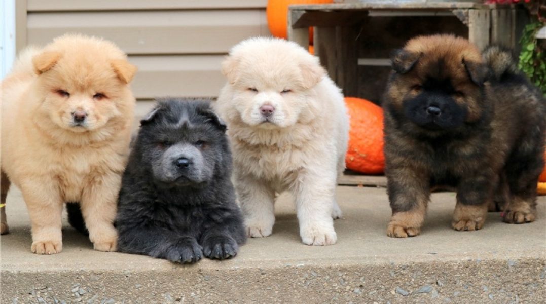 Regalo Cuccioli di chow chow  in pronta consegna i cuccioli verranno Dato dopo 90 giorni dalla nasci
