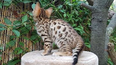 REGALO  bellissimi cucciolata di bengala  bellissimi cucciolata di bengala visibili i genitori preno