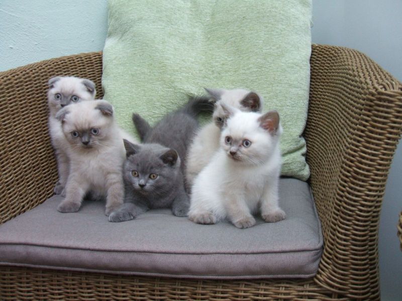 Scottish fold gattini a vostra disposizione