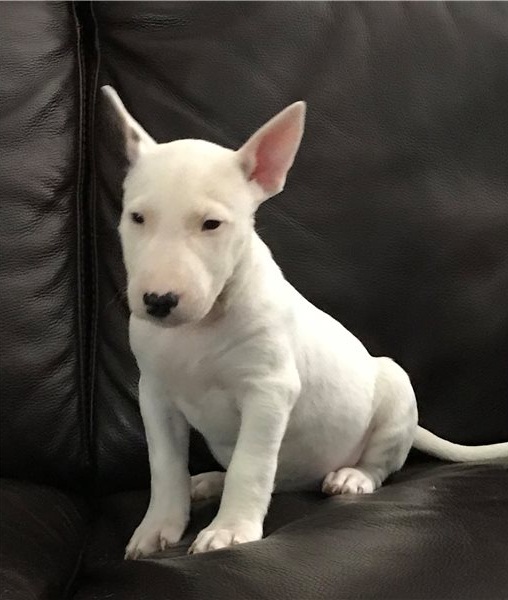 Regalo Cucciolo di Bull terrier in pronta consegna