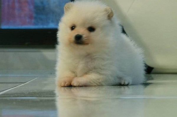 Pomeranian toy Maschio e femmina bellissima