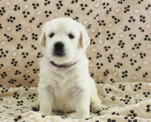 Cuccioli di golden retriever  per adozione ( maschio e femmina )