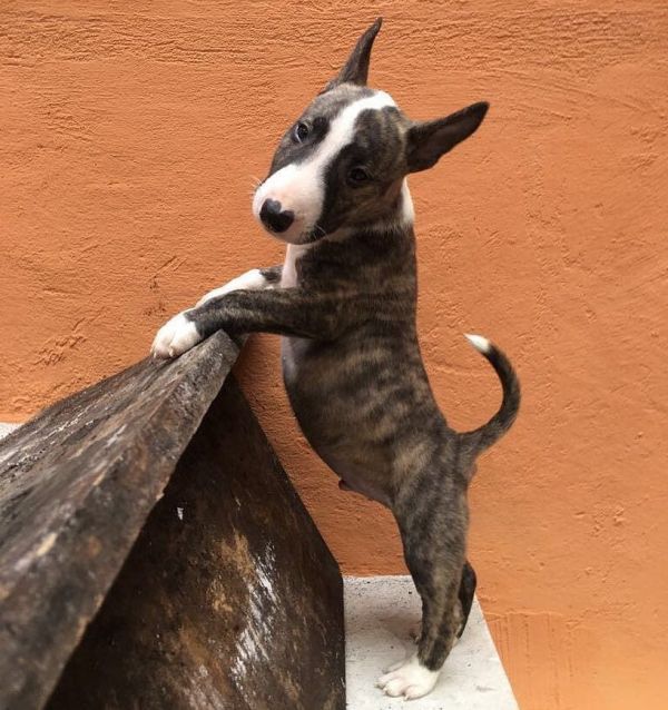 Regalo Cucciolo di Bull terrier in pronta consegna