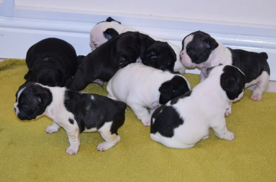 REGALO Cuccioli di Bulldog Francese