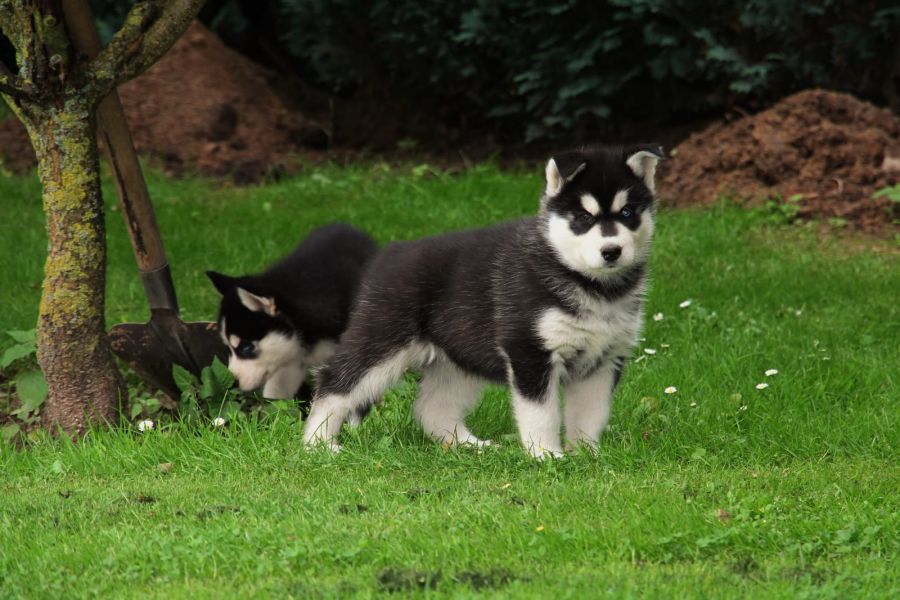  cuccioli di Sibarian husky  per adozione ( regalo  )