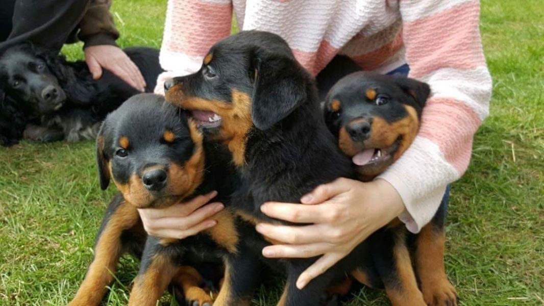 REGALO Cuccioli di rottweiler 1 femmine e un maschietto. i cuccioli sono gia disponibili e verranno 