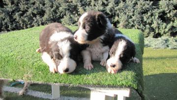 Border Collie Cuccioli