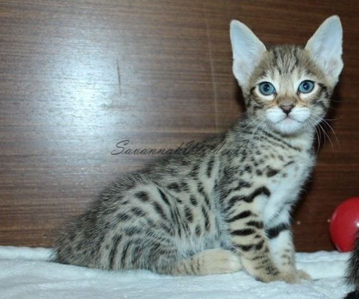 Molto bella e sani gattini Savannah  per adozione maschi e femmine disponibili (gratis) 