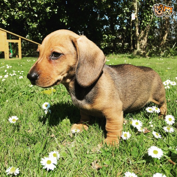 Regalo adorabili cuccioli bassotto femminucce e maschietti disponibili