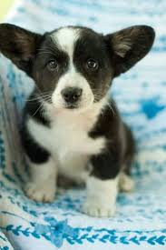 Cuccioli di Cardigan Welsh Corgi   femminucce e maschietti disponibili per l'adozione