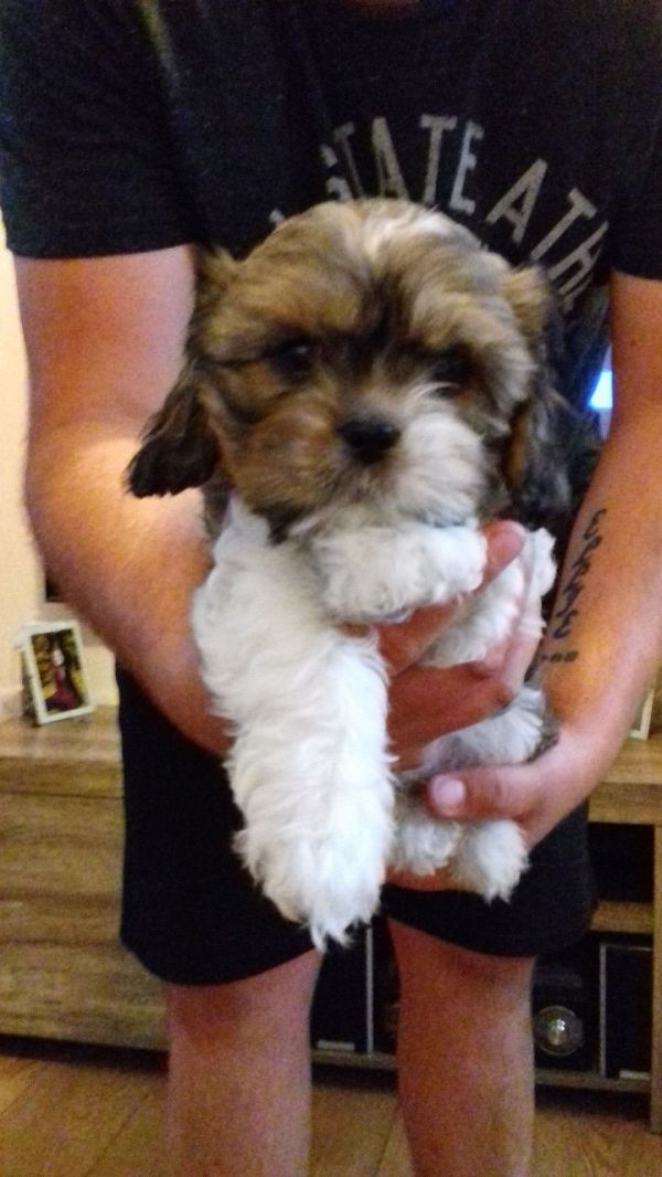 Cuccioli Shihtzu taglia piccola