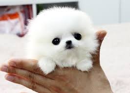 Volpino spitz pomerania
