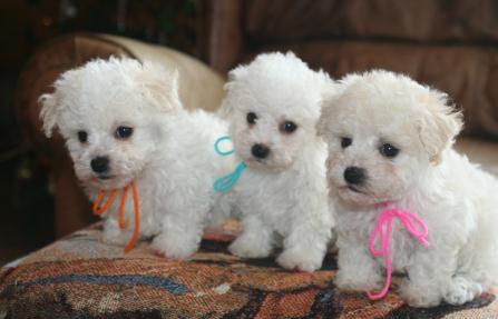 Offro in adozione cucciolo regalo Bolognese cuccioli disponibile per l'adozione adorabili c uccioli 
