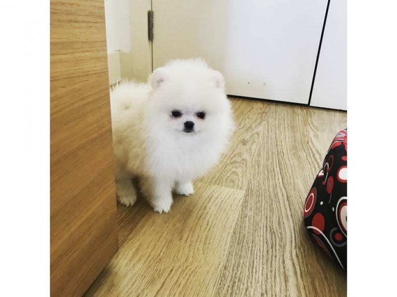Volpino spitz pomerania