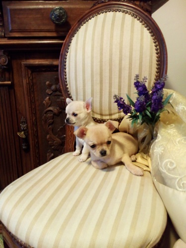 Chihuahua stupendi meravigliosi cuccioli privato vende
