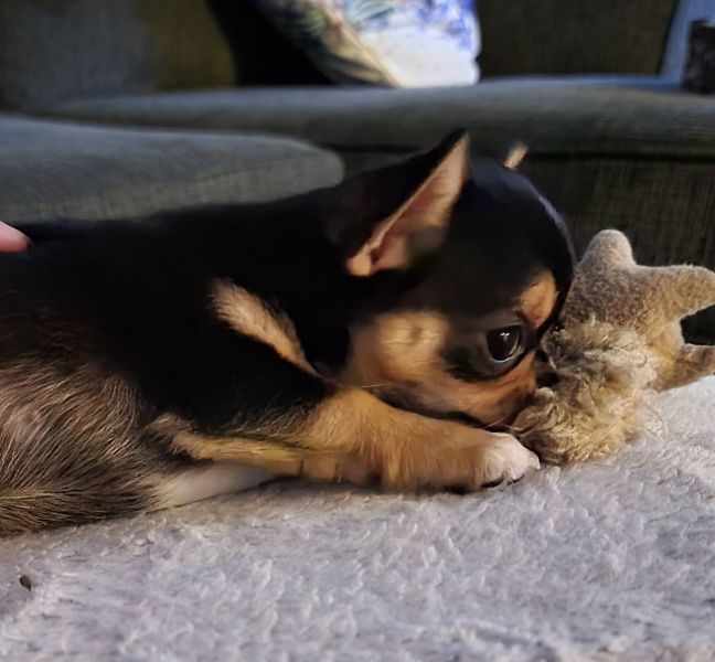 Chihuahua cuccioli introvabili cuccioli di Chihuahua  (marieiris783@gmail.com) Chihuahua cuccioli in